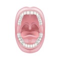Anatomy of the oral cavity. Open mouth wide. Royalty Free Stock Photo